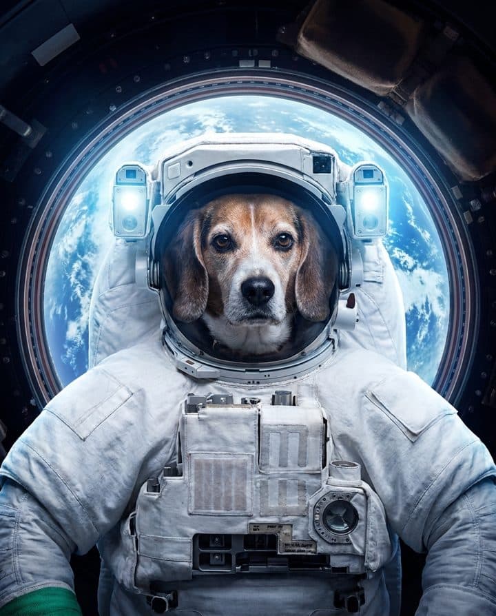 Beagle portrait in the Space Cadet style