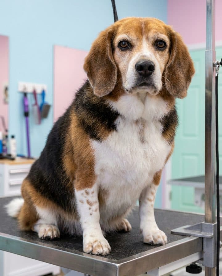 Beagle portrait in the Fluffy Mode style