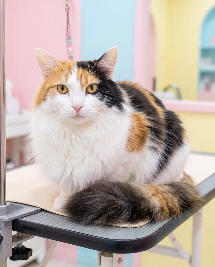 Calico Cat portrait in the Fluffy Mode style