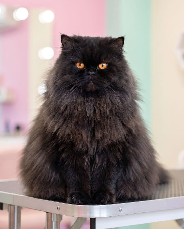 Persian Cat portrait in the Fluffy Mode style