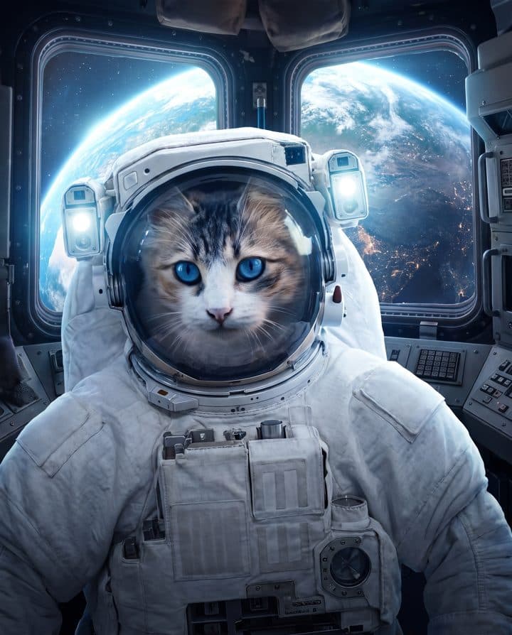 Tabby Cat portrait in the Space Cadet style