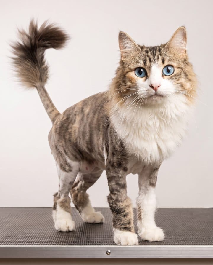 Tabby Cat portrait in the Summer Shave style