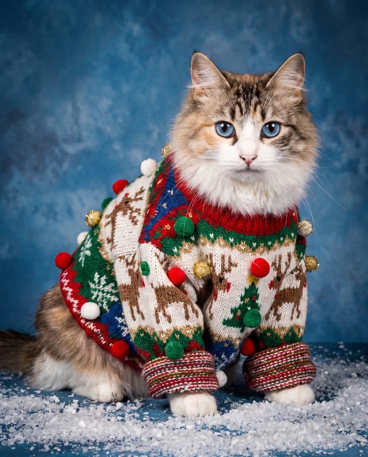 Tabby Cat portrait in the Ugly Sweater style