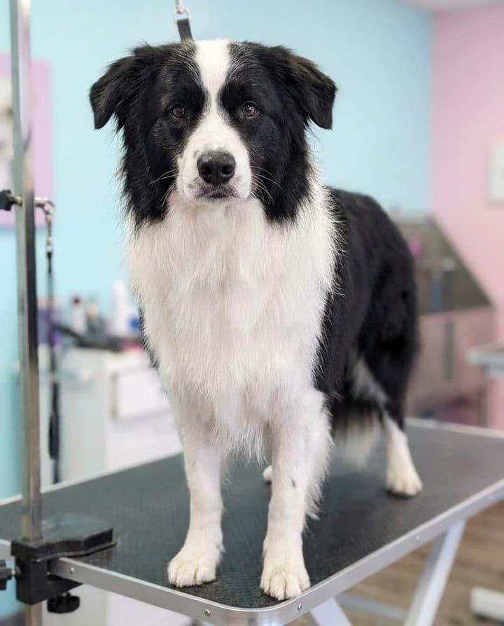 Border Collie portrait in the Fluffy Mode style