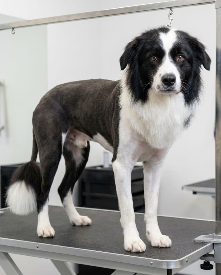 Border Collie portrait in the Summer Shave style