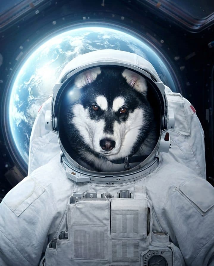 Husky portrait in the Space Cadet style