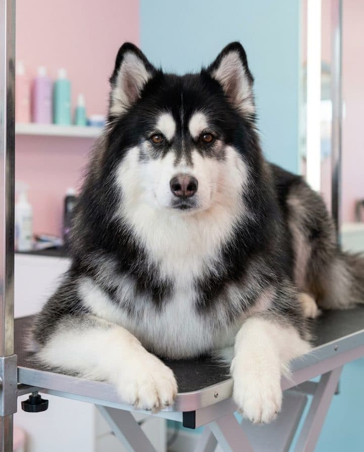 Husky portrait in the Fluffy Mode style