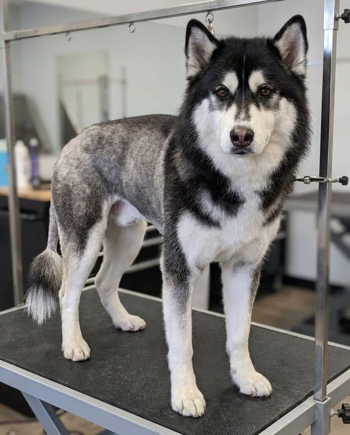 Husky portrait in the Summer Shave style