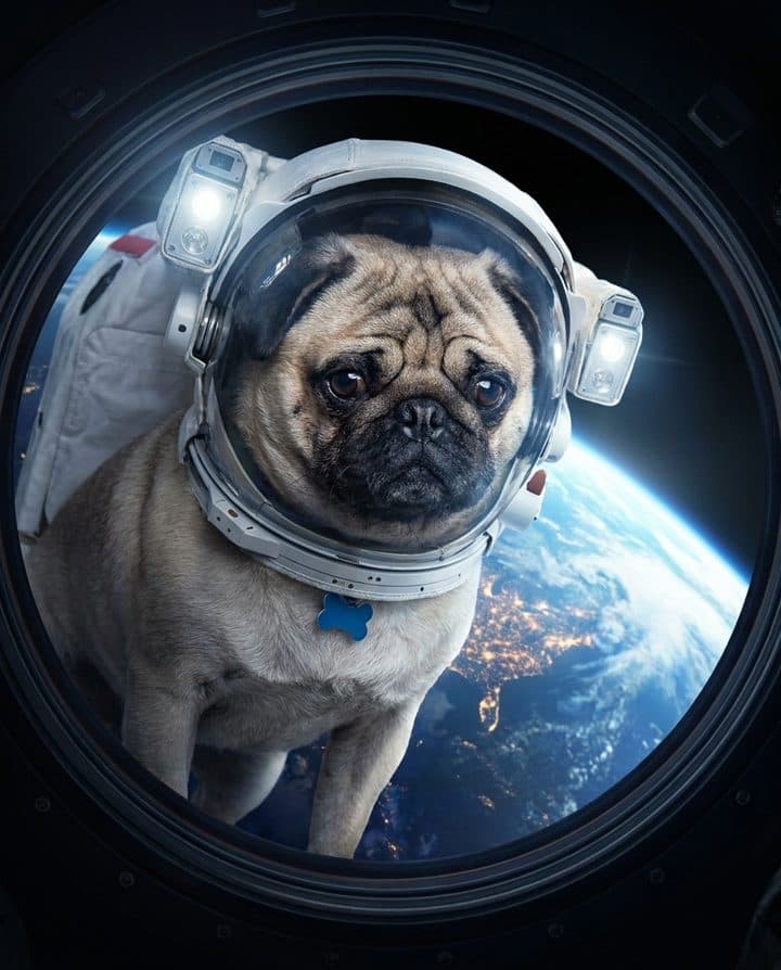 Pug portrait in the Space Cadet style