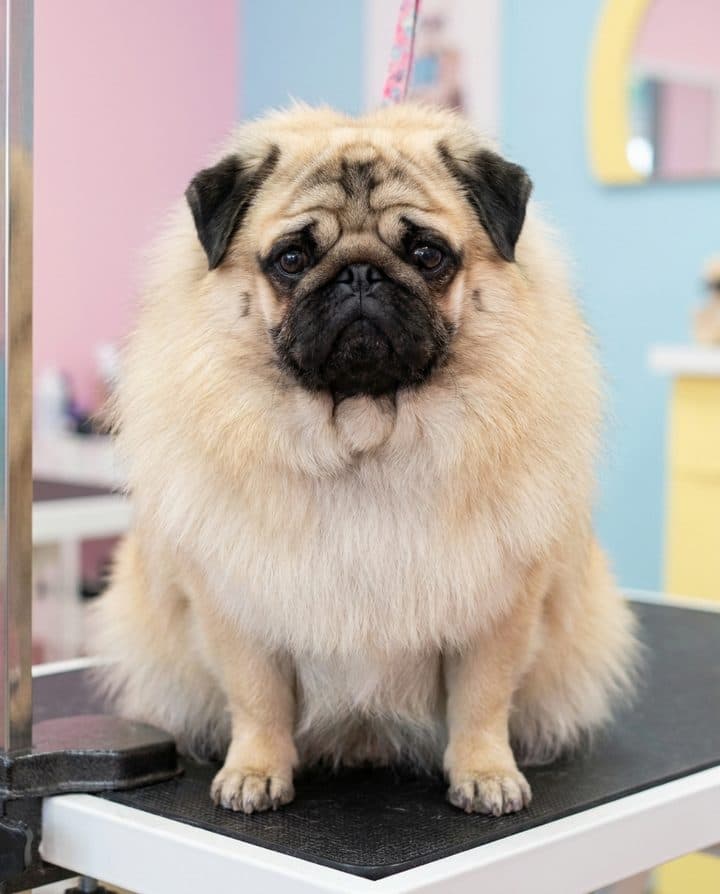 Pug portrait in the Fluffy Mode style