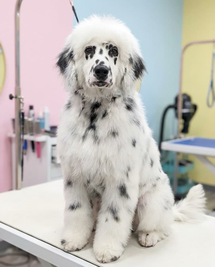 Pet portrait in the Fluffy Mode style