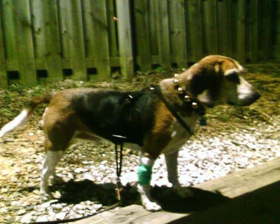 The original phone photo of a beagle