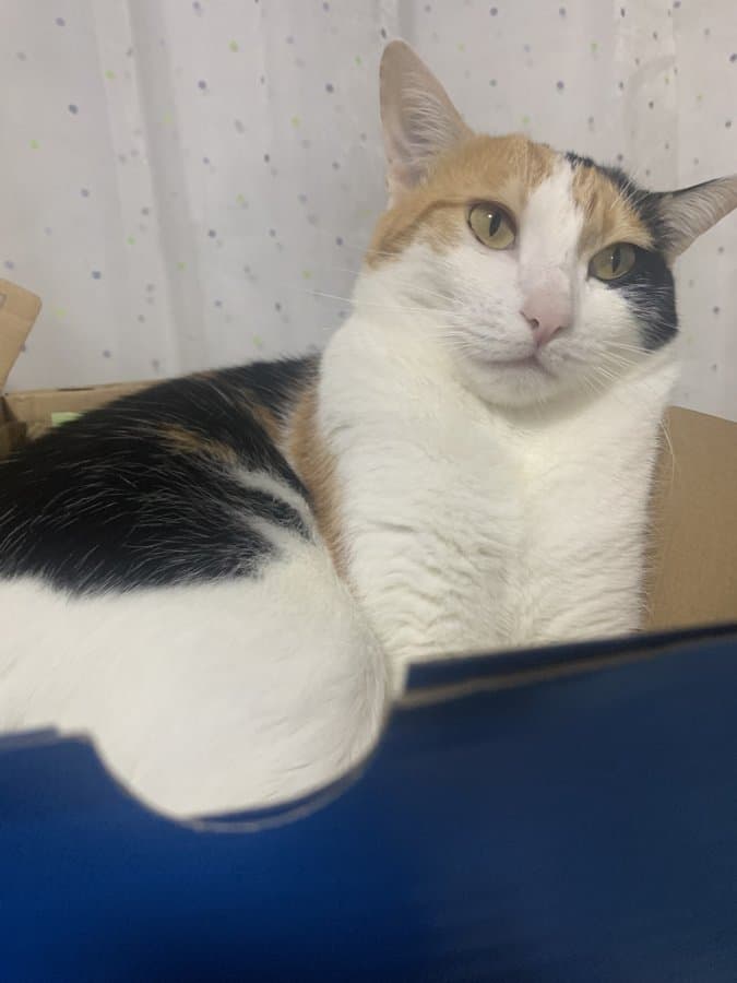 The original phone photo of a calico cat