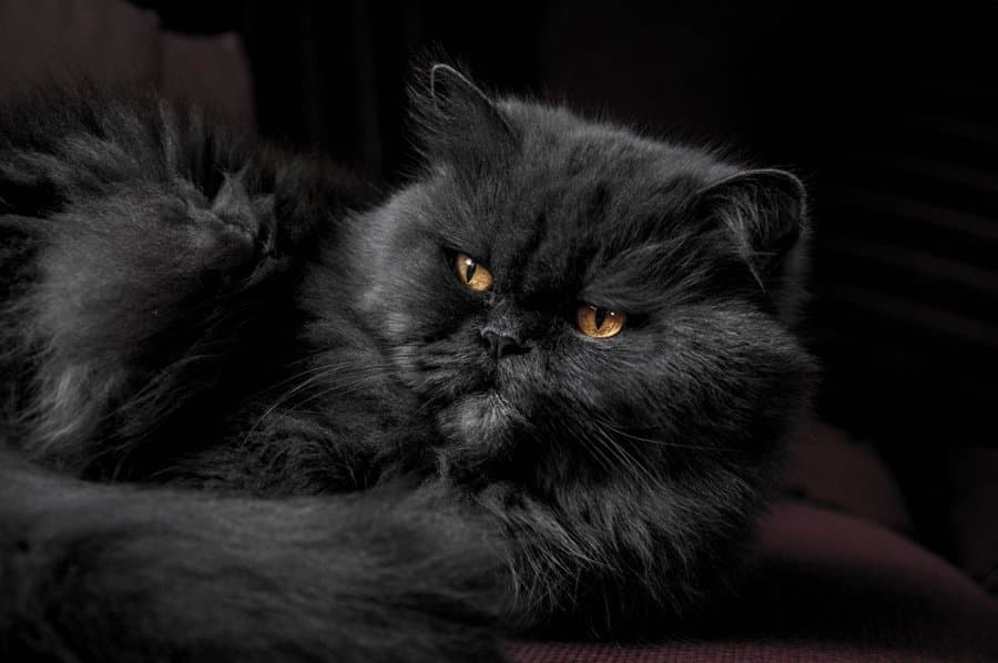 The original phone photo of a persian cat