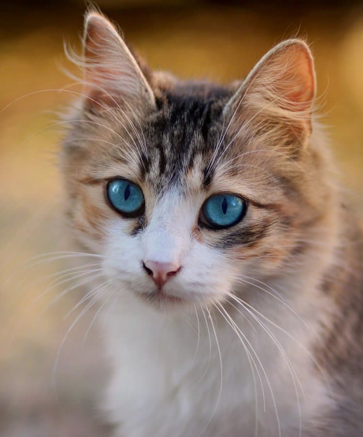 The original phone photo of a tabby cat