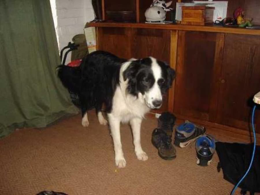 The original phone photo of a border collie