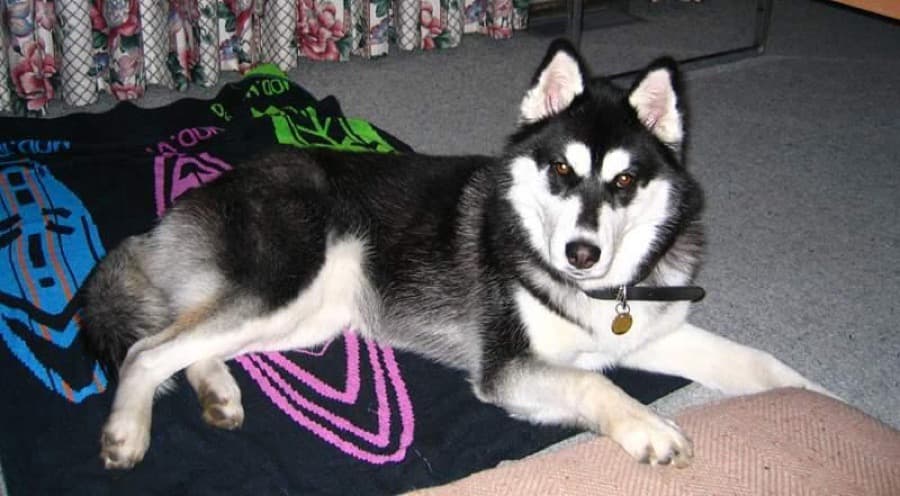 A husky lying on a blanket — the original photo