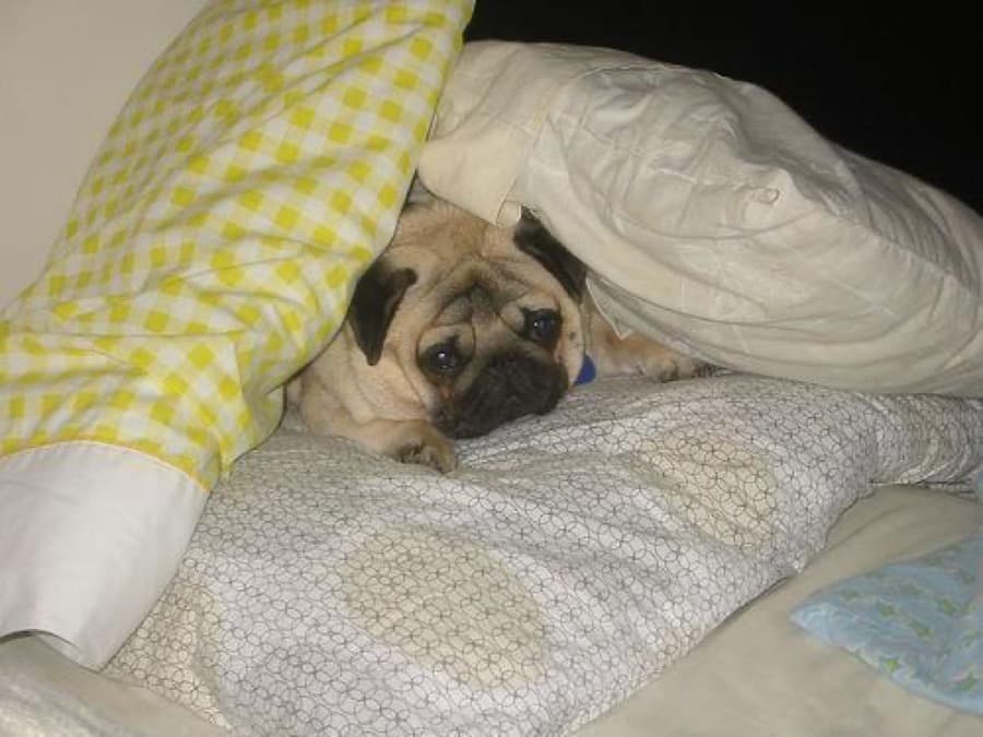 The original phone photo of a pug