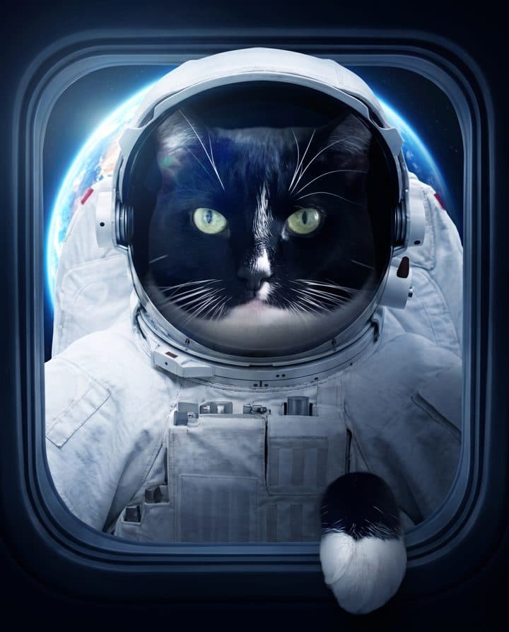 The same tuxedo cat as Space Cadet