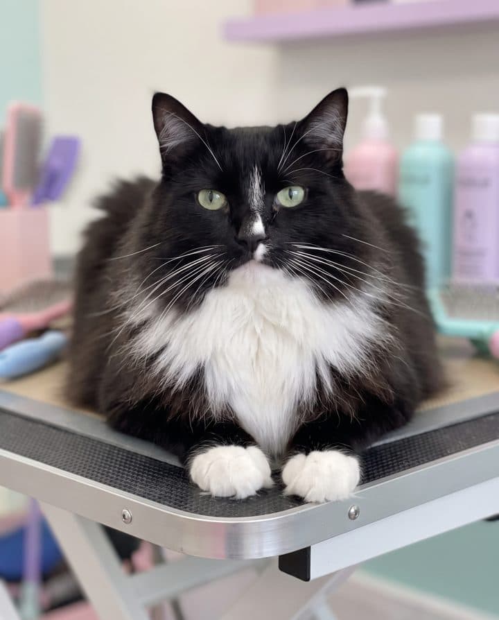 Tuxedo Cat portrait in the Fluffy Mode style