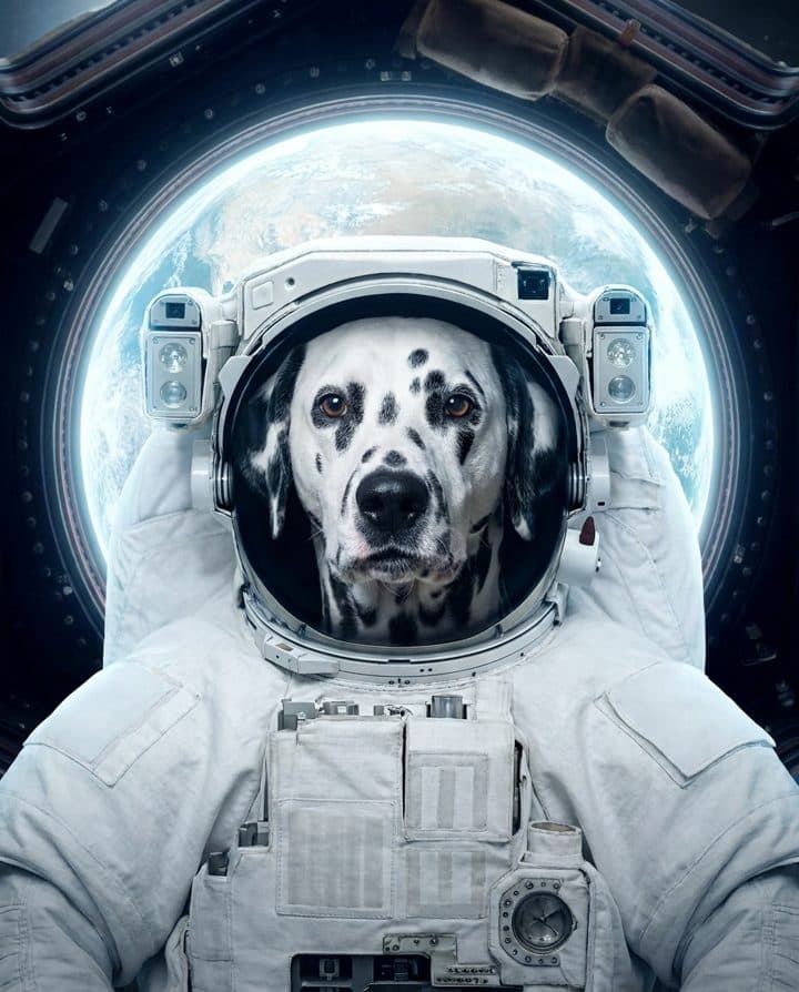 Dalmatian portrait in the Space Cadet style