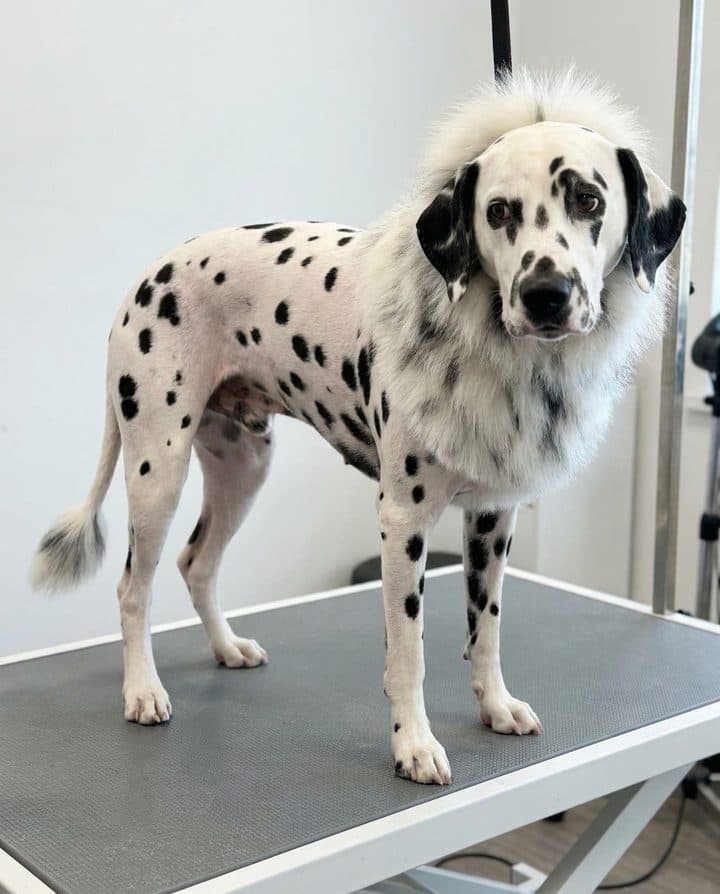 Dalmatian portrait in the Summer Shave style
