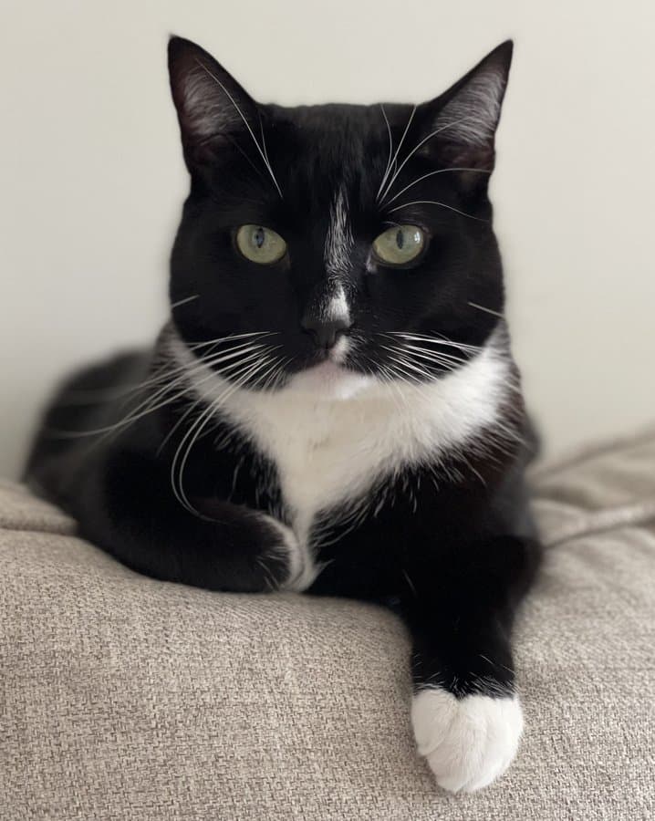 Phone photo of a black and white tuxedo cat on a sofa