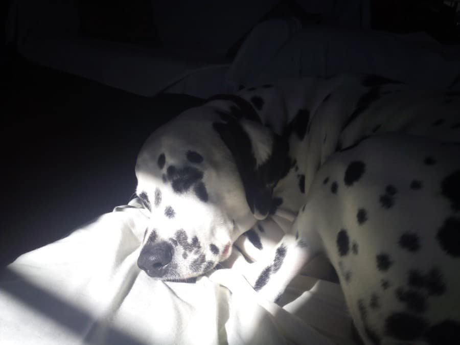 The original phone photo of a dalmatian